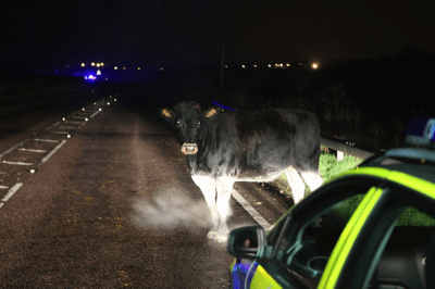 Cow-on-the-road