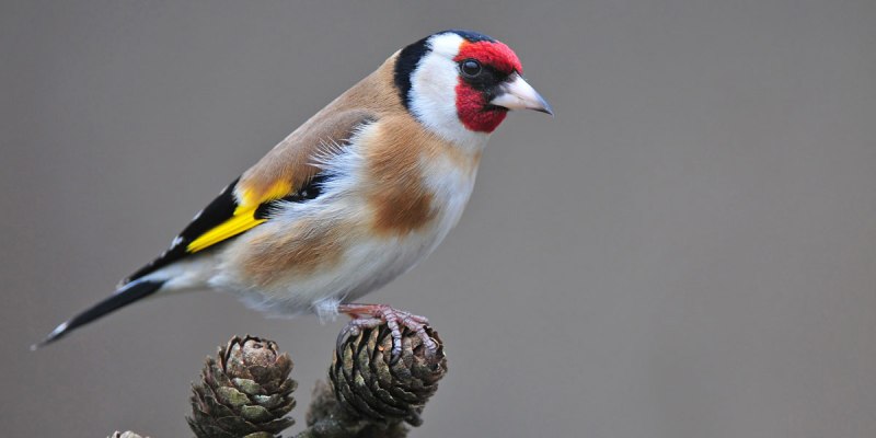 goldfinch