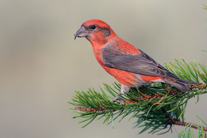 red-crossbill-6490cccd-9b31-4658-a7a5-6a5af479cd2-resize-750